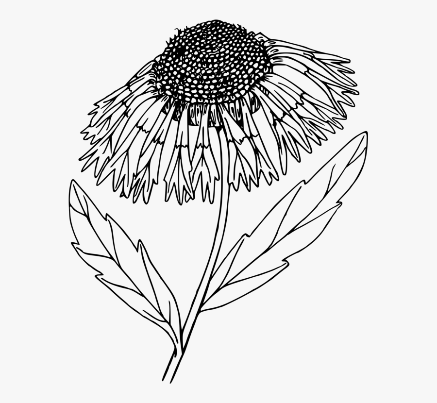 Symmetry,monochrome Photography,petal - Portable Network Graphics, Transparent Clipart