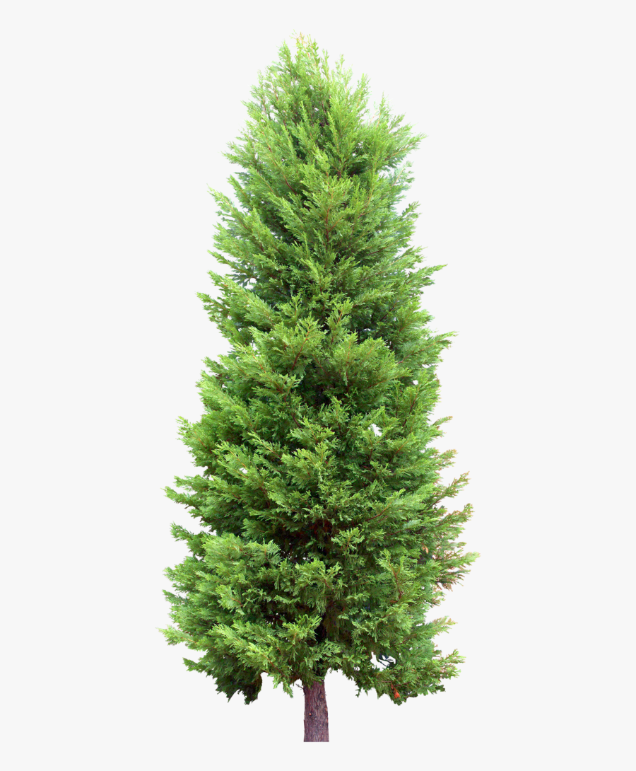 Fir Tree Clipart Cypress Tree - Pine Tree Png Transparent Background, Transparent Clipart