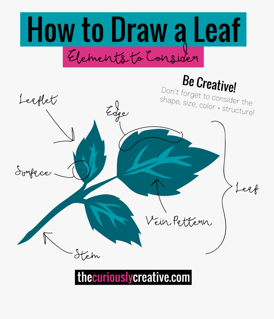 Transparent Highlighters Clipart - Draw A Structure Of Leaf, Transparent Clipart