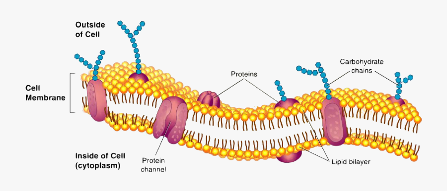 There Would Be Nothing To Hold Everyone And Nothing - Outside Of Cell Membrane, Transparent Clipart