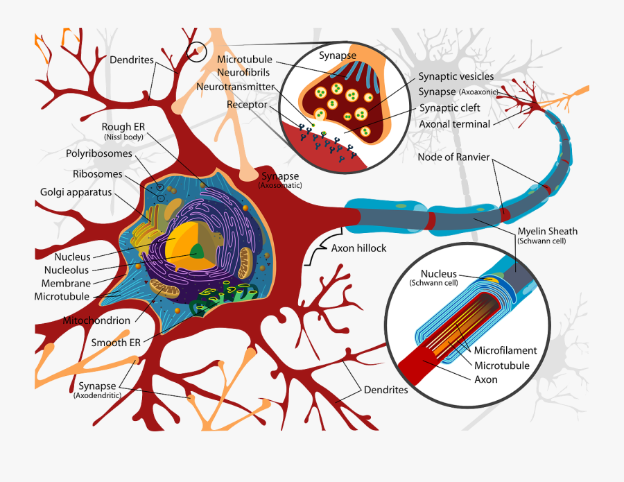 [image Source Wikimedia Commons] - Inside Of A Nerve Cell, Transparent Clipart