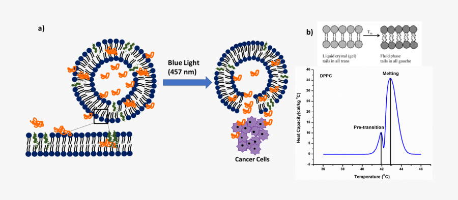 Cell Membranes Impact The Delivery Of Therapeutics - Circle, Transparent Clipart