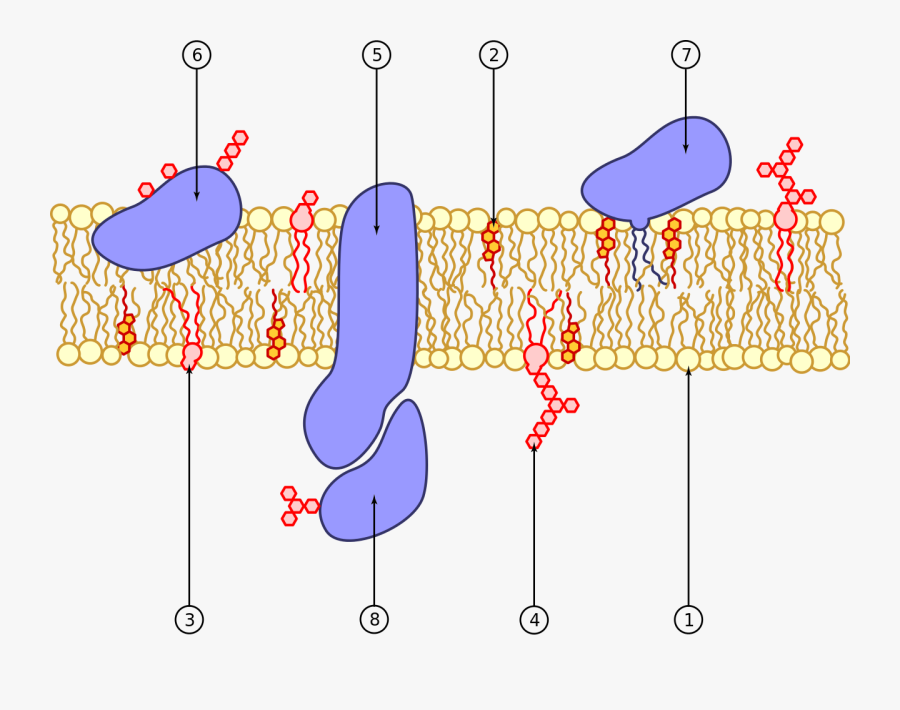 Cell Membrane No Background, Transparent Clipart