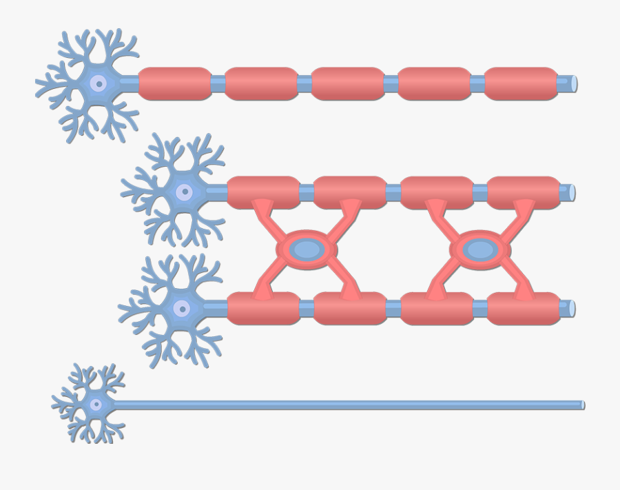 Unmyelinated And Myelinated Axons - Myelinated Axons, Transparent Clipart