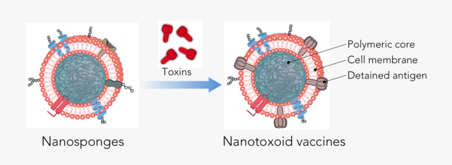 Vaccines - Circle, Transparent Clipart