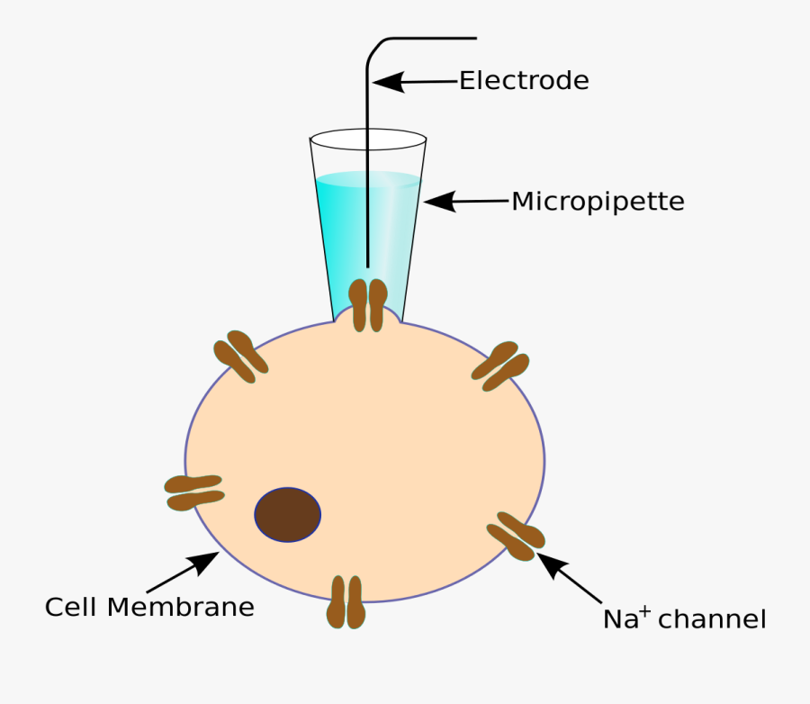 Cell Membrane Clipart, Transparent Clipart