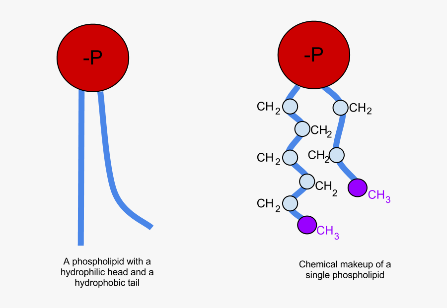 Fosfolipid Molekyle, Transparent Clipart