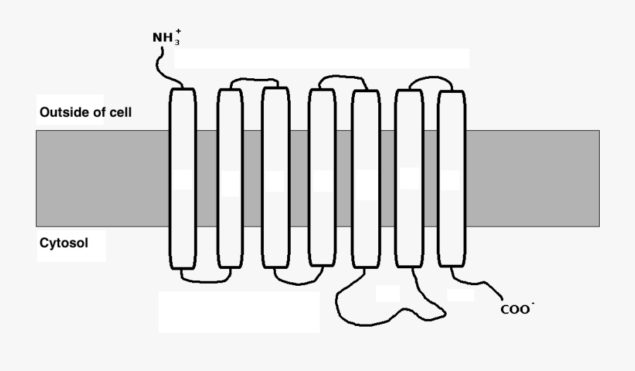 Gpcr, Transparent Clipart