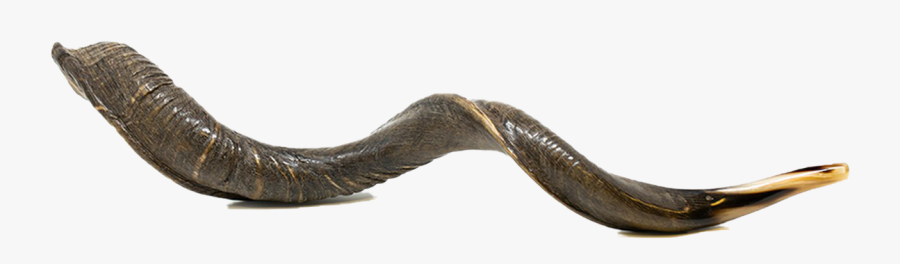 Shofar Png Clipart - Wood, Transparent Clipart