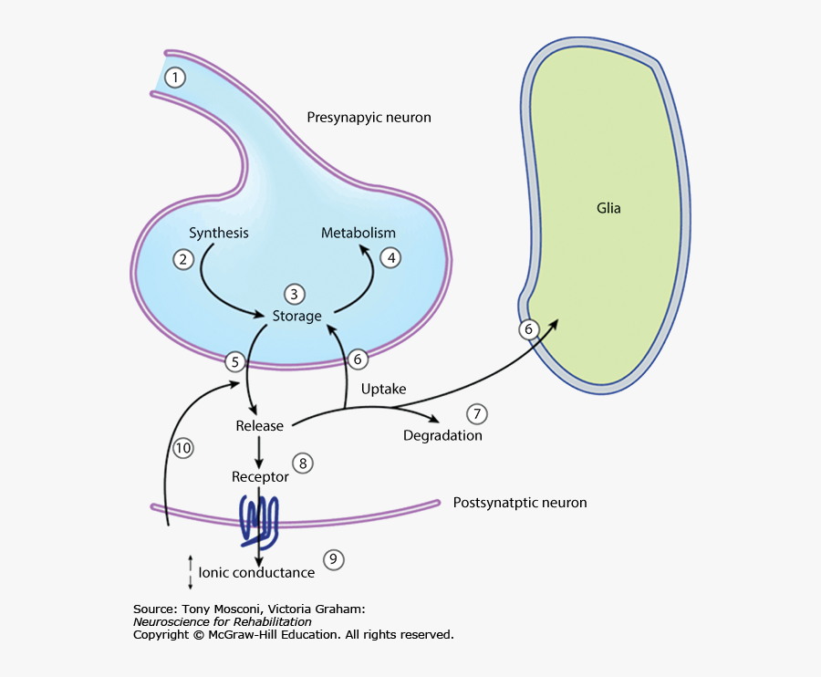 Diagram, Transparent Clipart