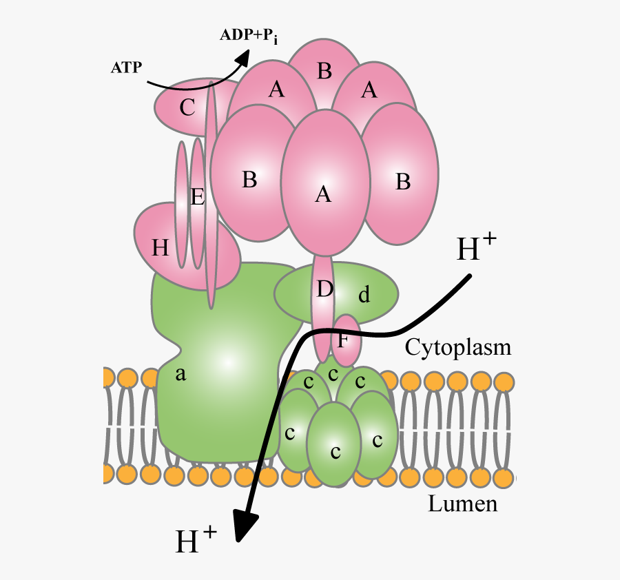 Proton Pump - V Class Proton Pumps, Transparent Clipart