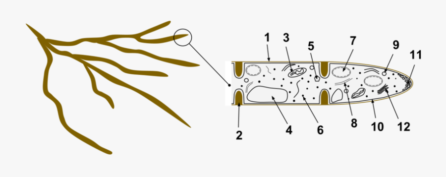 Hyphae - Structure Of Fungal Hyphae , Free Transparent Clipart - ClipartKey