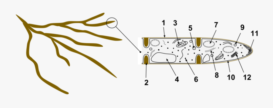 Hyphae - Structure Of Fungal Hyphae, Transparent Clipart