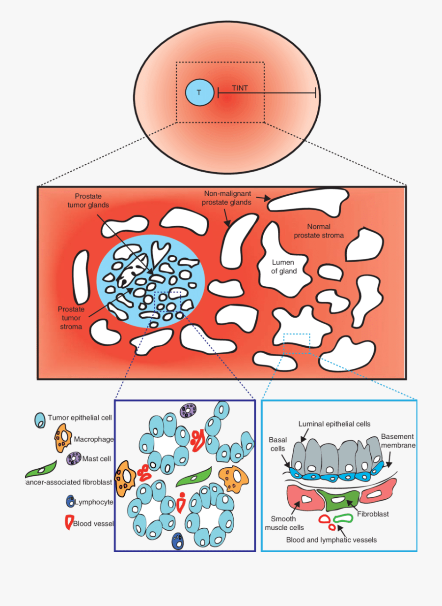 Muscles Clipart Epithelial Tissue - Circle, Transparent Clipart