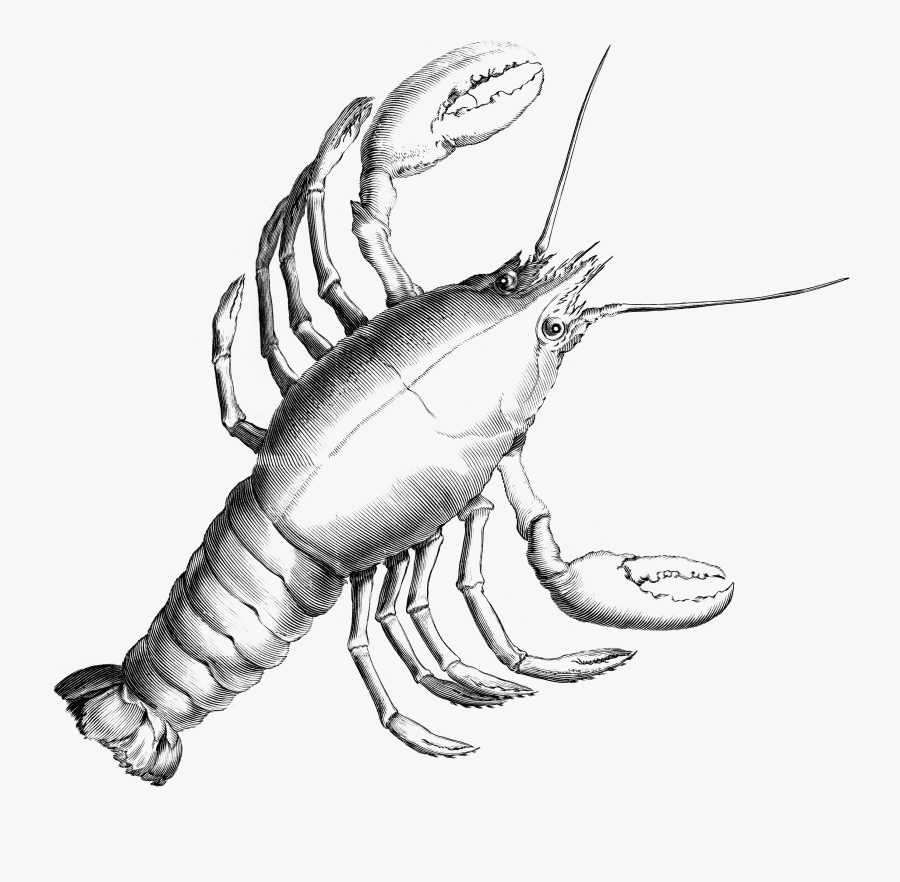 Clipart Lobster - Cancer Constellation, Transparent Clipart