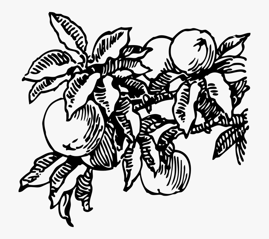 Peach, Fruit, Tree, Peaches - Peach Tree Black And White, Transparent Clipart