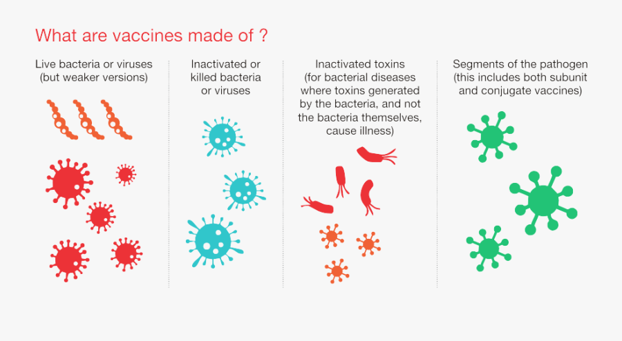 What Are Vaccines Vaccinate - Vaccine Germs, Transparent Clipart