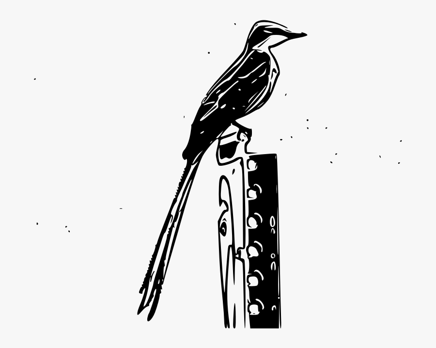 Scissor-tailed Flycatcher Sketch - Vector Scissor Tailed Flycatcher Bird, Transparent Clipart