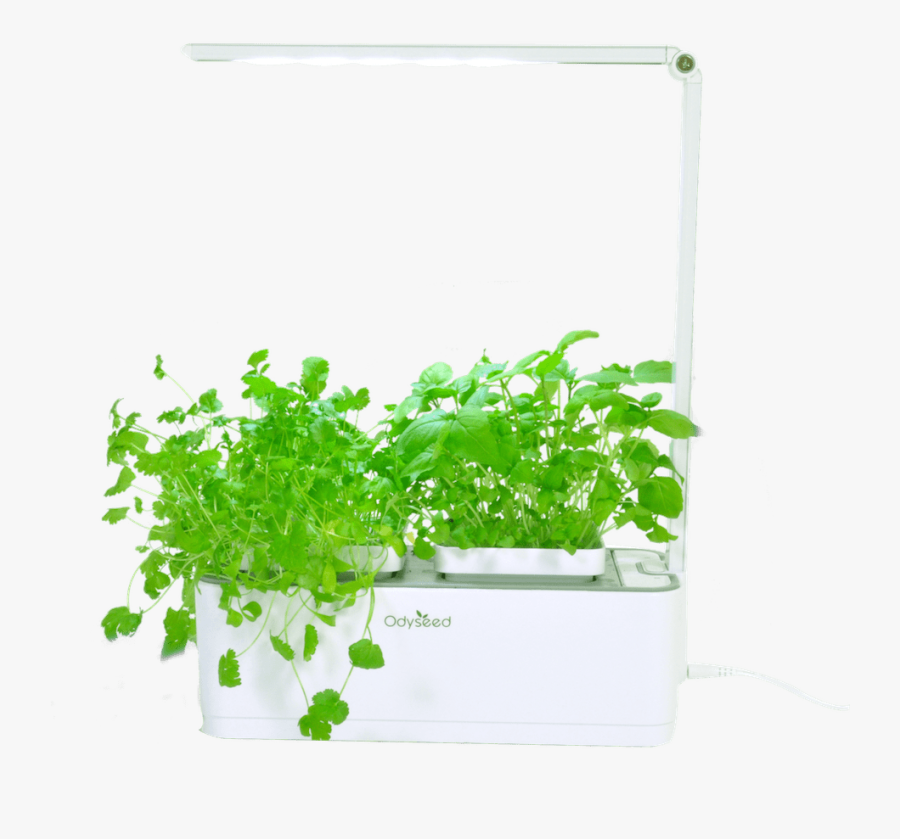 Crops Clipart Herb Garden - Potager D Intérieur Odyseed, Transparent Clipart