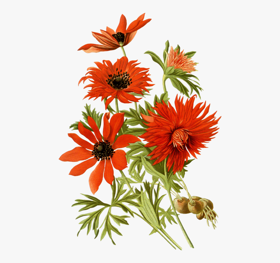 Transparent Botanical Clipart - Botanical Anemone Prints, Transparent Clipart