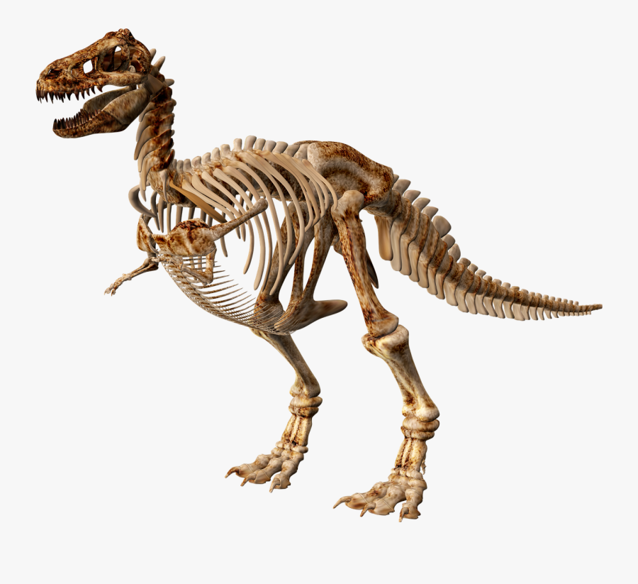 T Rex Dinosaur Skeleton Free Picture - Hình Ảnh Xương Khủng Long, Transparent Clipart