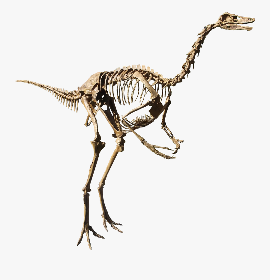 Dinosaur Bones Png - Struthiomimus Skeleton, Transparent Clipart