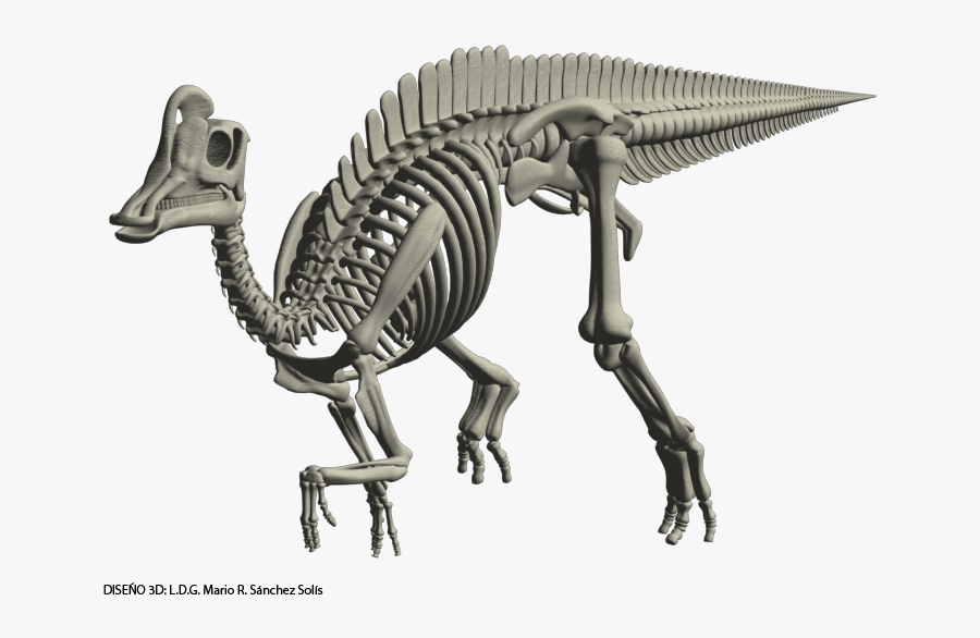 Transparent Dinosaur Skull Png - Ankylosaurus, Transparent Clipart