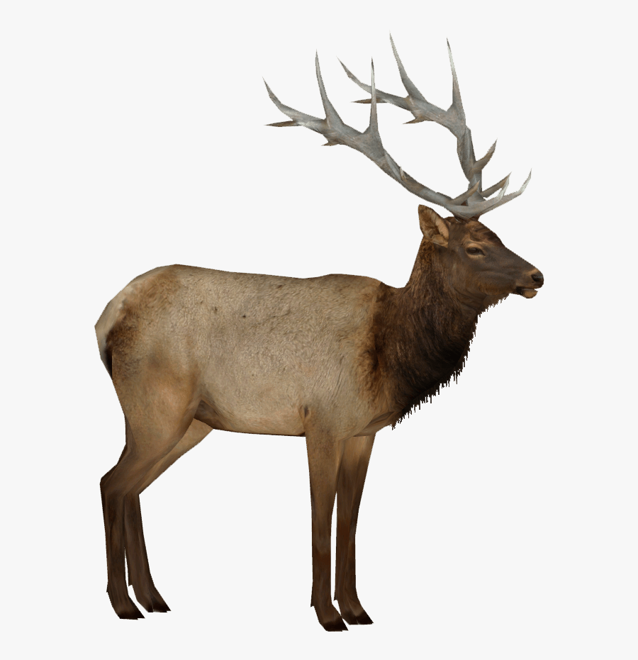 Elk Png, Transparent Clipart