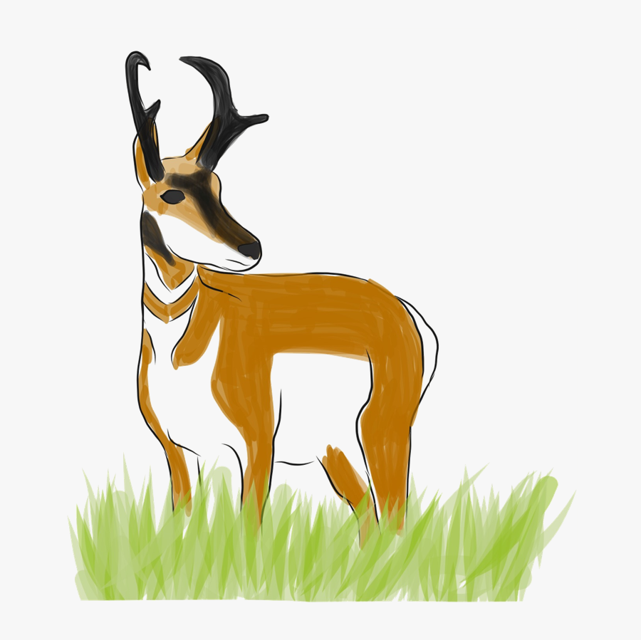 Drawing Of Buck Pronghorn - Reindeer, Transparent Clipart