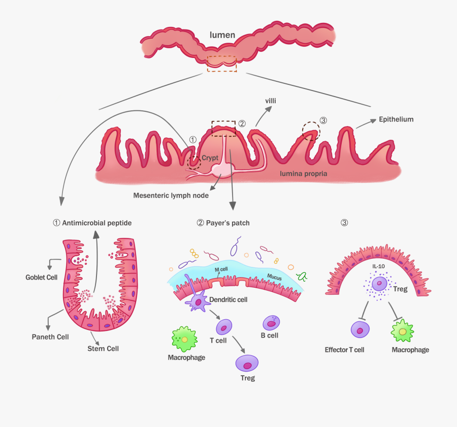 Transparent Epithelial Tissue Clipart - Graphic Design, Transparent Clipart