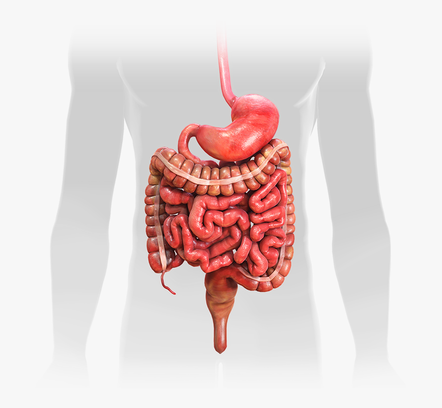 Image Description - Gastrointestinal Tract Anatomy Png, Transparent Clipart