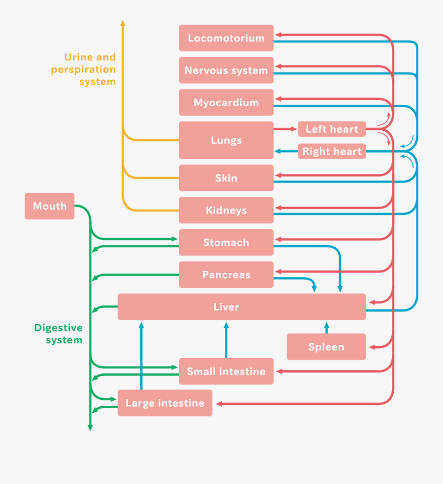 Water Metabolism In Body, Transparent Clipart