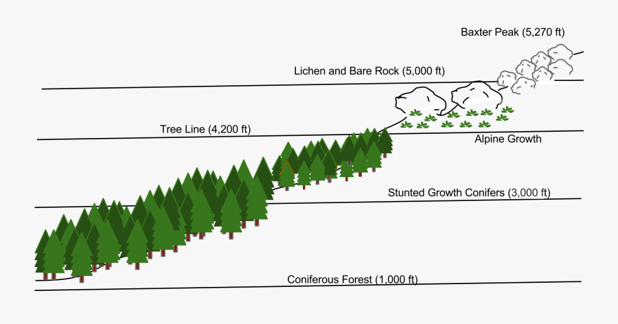 Forest Svg Treeline - Treeline Vegetation Diagram, Transparent Clipart