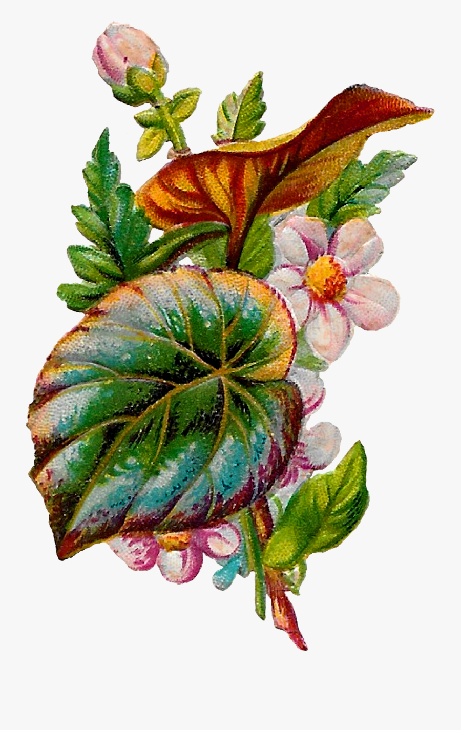 Floral Flower Stock Image Plant Digital Clipart Download - Anthurium, Transparent Clipart