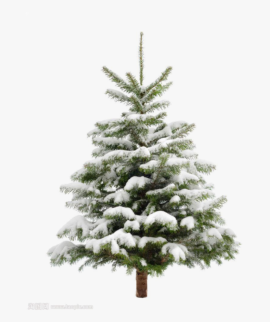 Clip Art Pine Trees Snow - Snowy Christmas Tree Png, Transparent Clipart