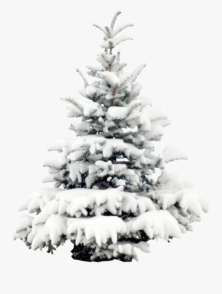 #tree #trees #winter #snow #terrieasterly - Snowy Christmas Tree Png, Transparent Clipart