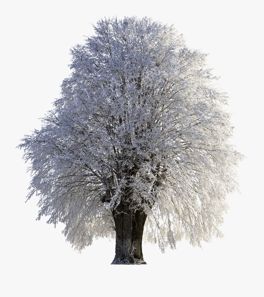 Snowy Trees Png - Winter Tree Snow Transparent, Transparent Clipart