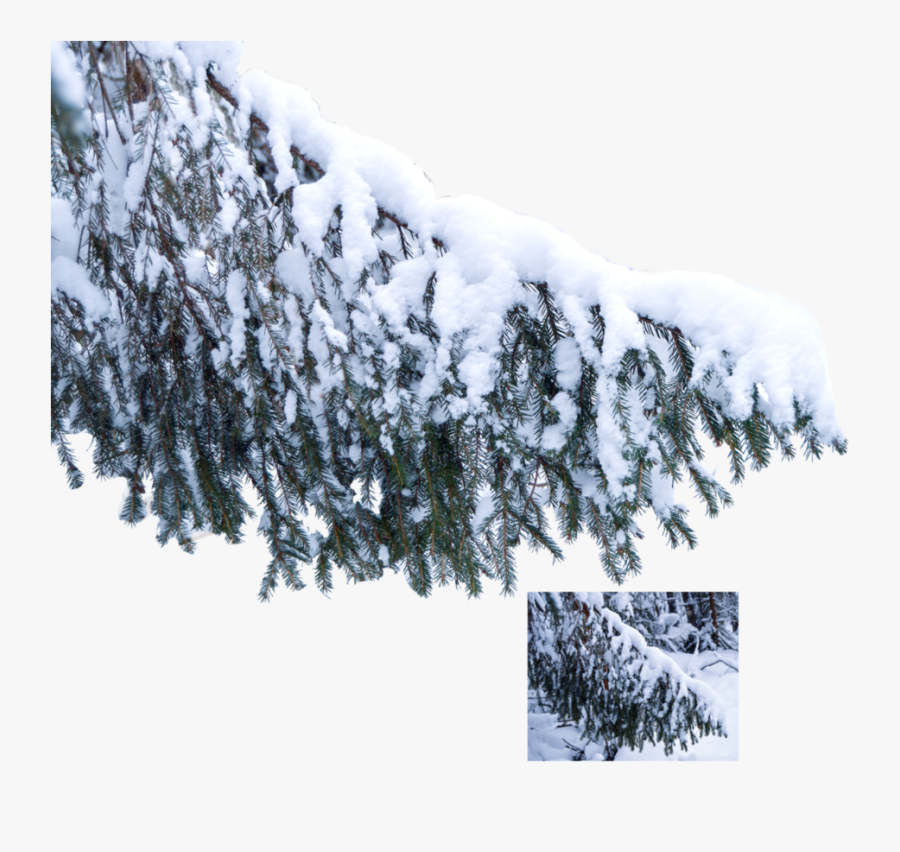 Go To Image - Tree Branch Snow Png, Transparent Clipart