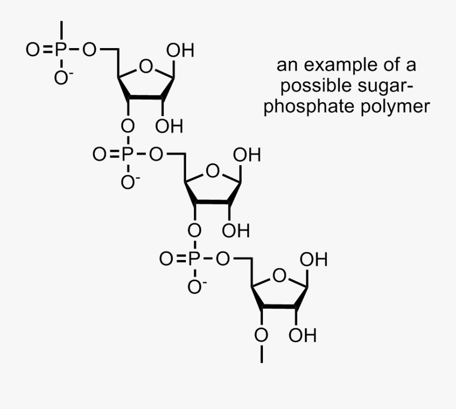 Nucleic Acids Polymer Structure, Transparent Clipart