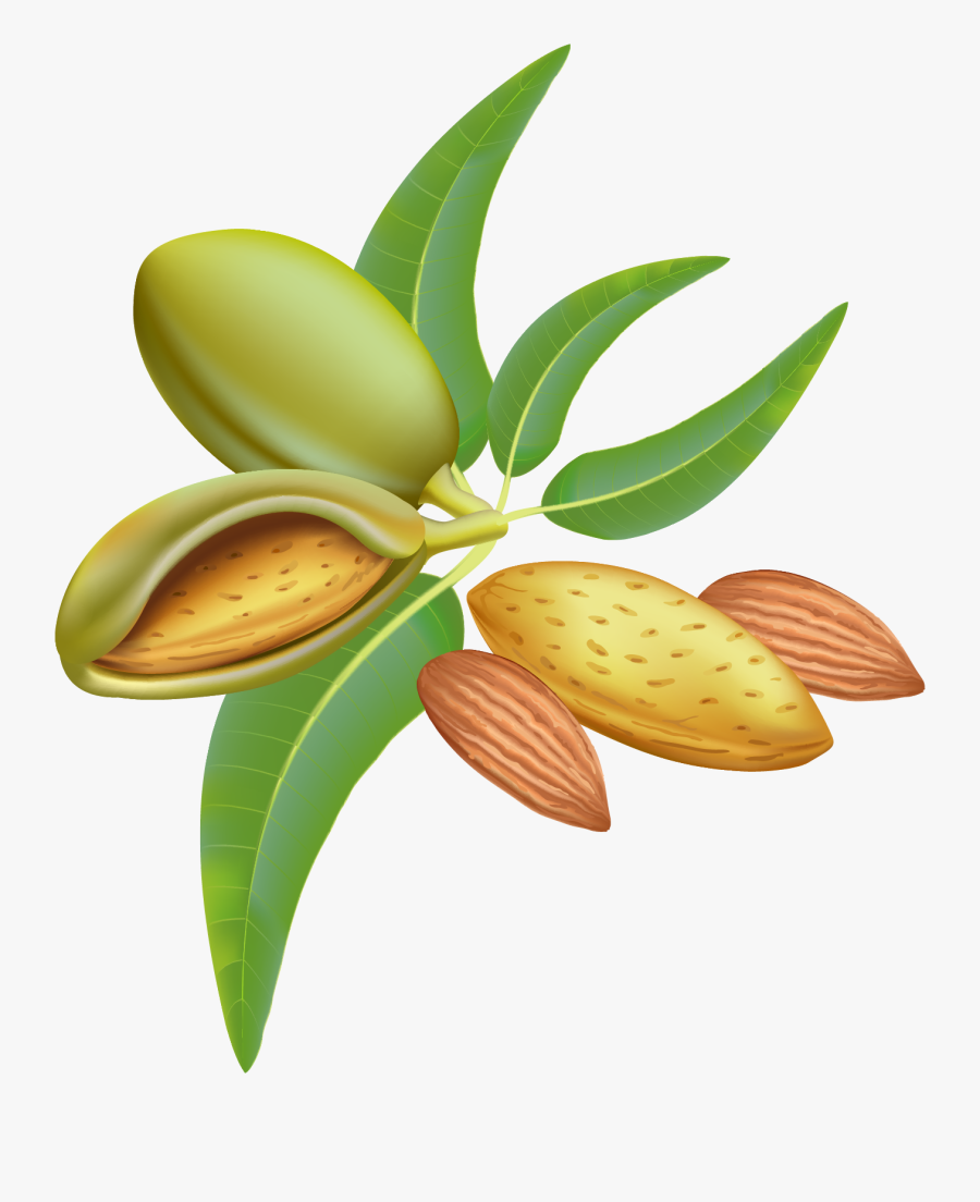 Almond Png Clipart Image - Almonds Graphic, Transparent Clipart
