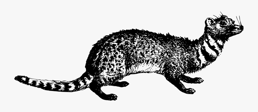 Wildlife,monochrome,paw - Clip Art, Transparent Clipart