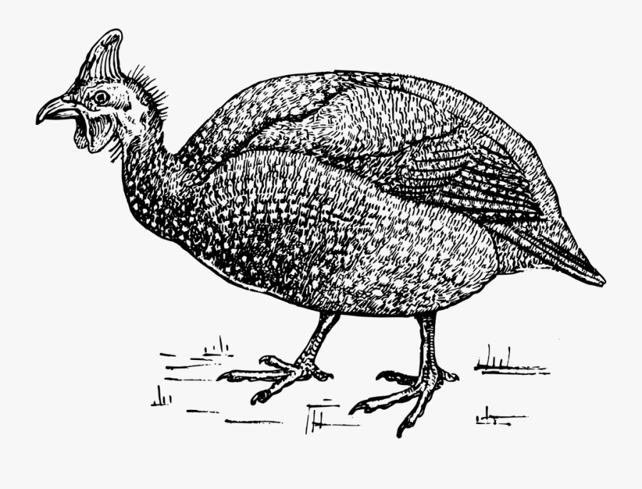 Pheasant, Bird, Ornithology, Animal, Biology, Zoology - Raccoons Black And White, Transparent Clipart