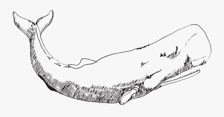 Transparent Whale Miss You - Whale Black And White Tattoo Drawing, Transparent Clipart