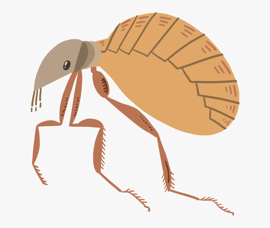 Poisoning How It Affects - Net-winged Insects, Transparent Clipart