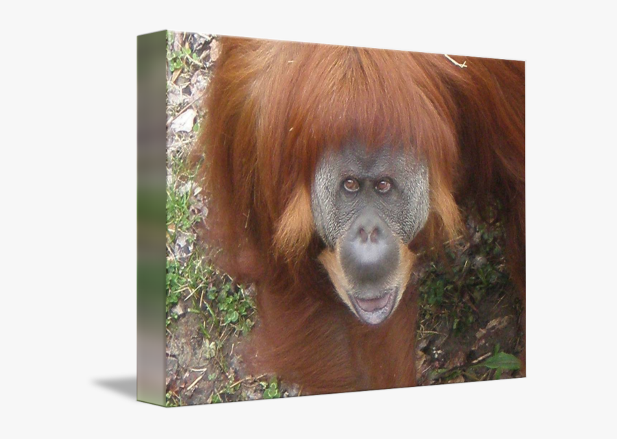 Clip Art Orangutan Images - Orangutan, Transparent Clipart