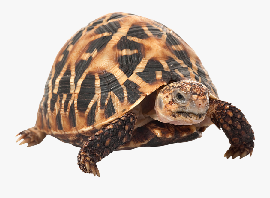 Indian Star Tortoise, Transparent Clipart