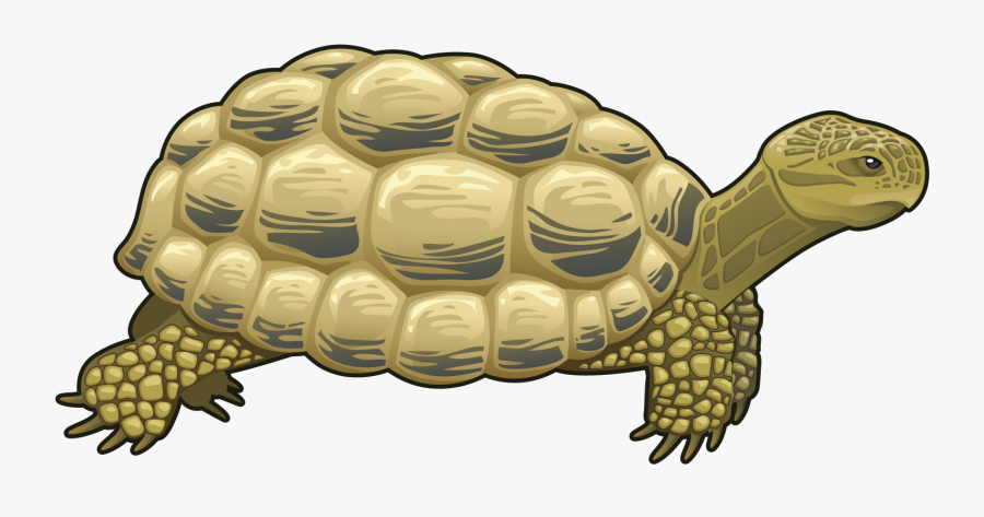 Sloth On A Turtle, Transparent Clipart