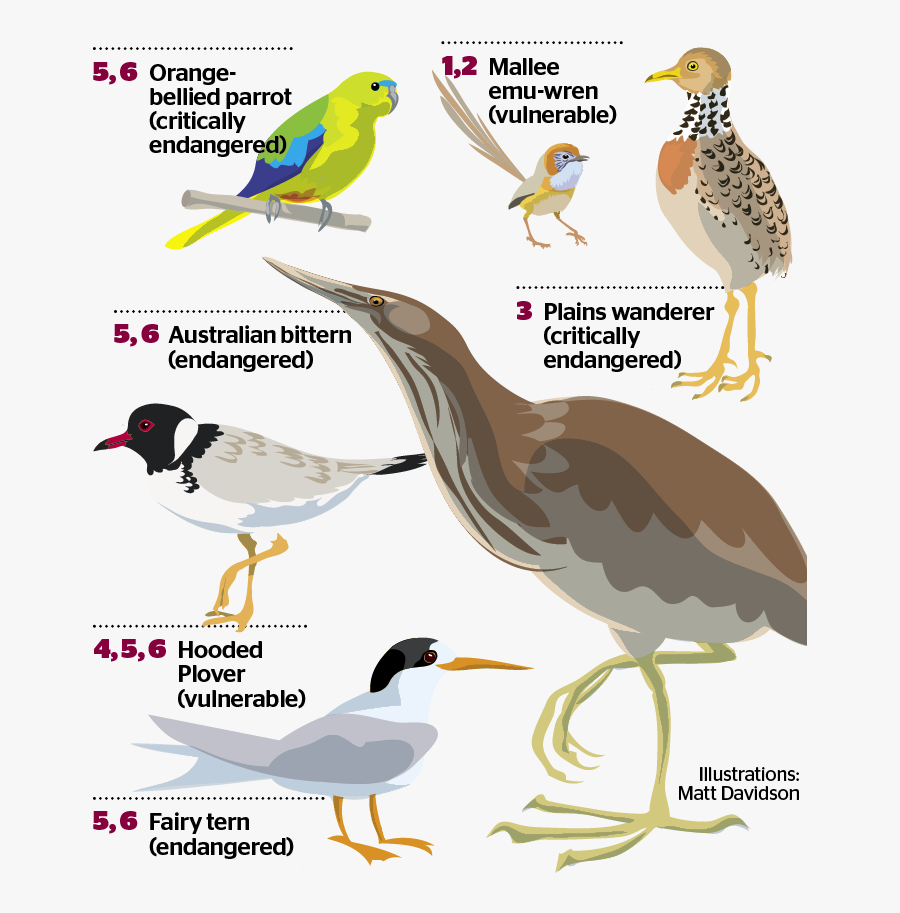 Seabird, Transparent Clipart