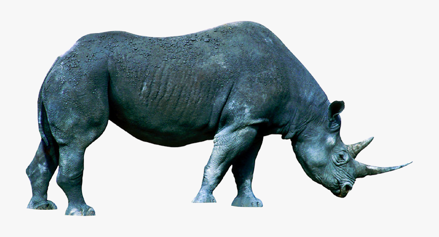 Vulnerable Species Of Animals - Vulnerable And Endangered Species, Transparent Clipart