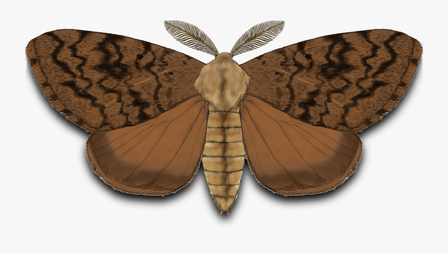Transparent Moth Invasive Species - Riodinidae, Transparent Clipart